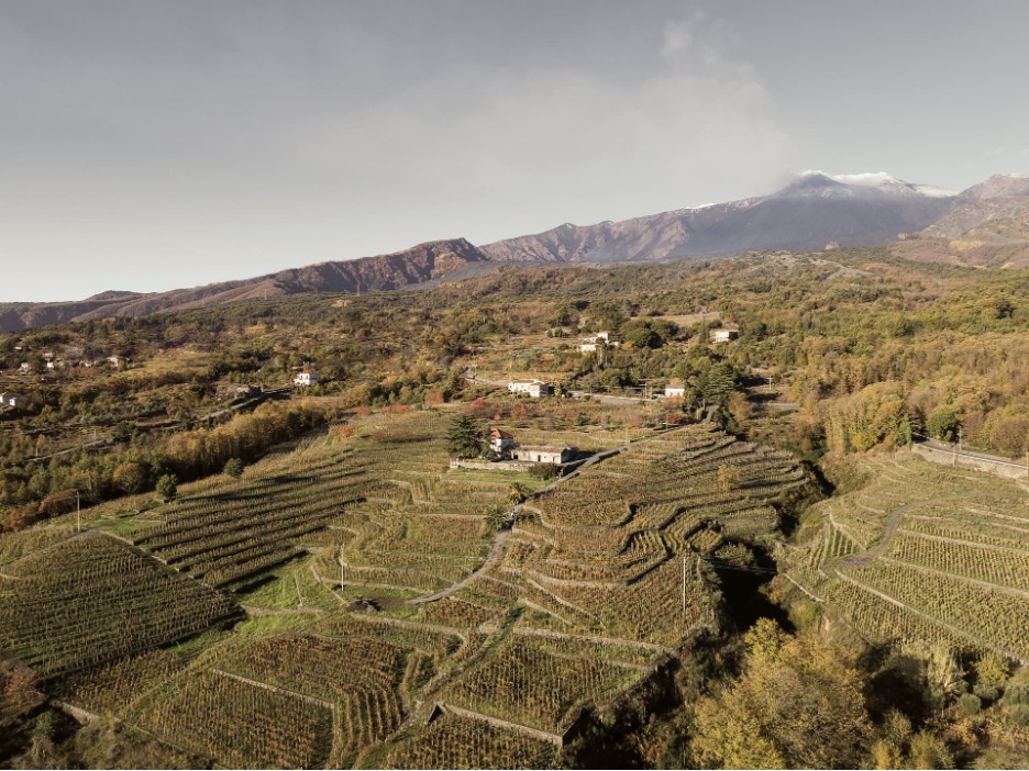 Fontebosco Vineyard in Milo’s Contrada Volpare, Mount Etna